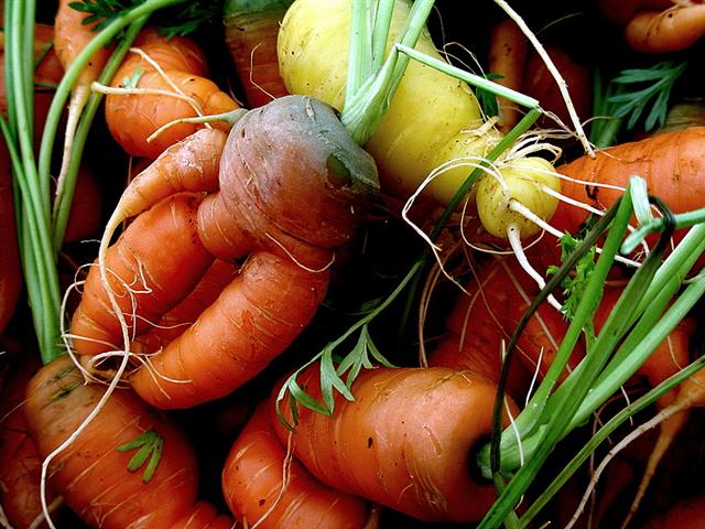organic carrots